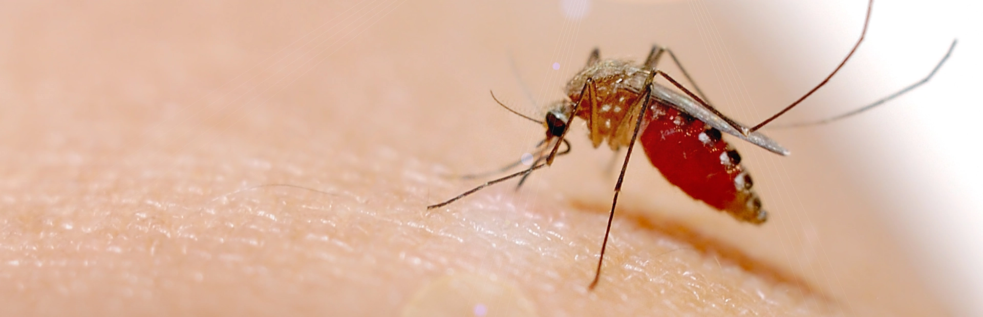 Chikungunya - Laboratoires Gilbert