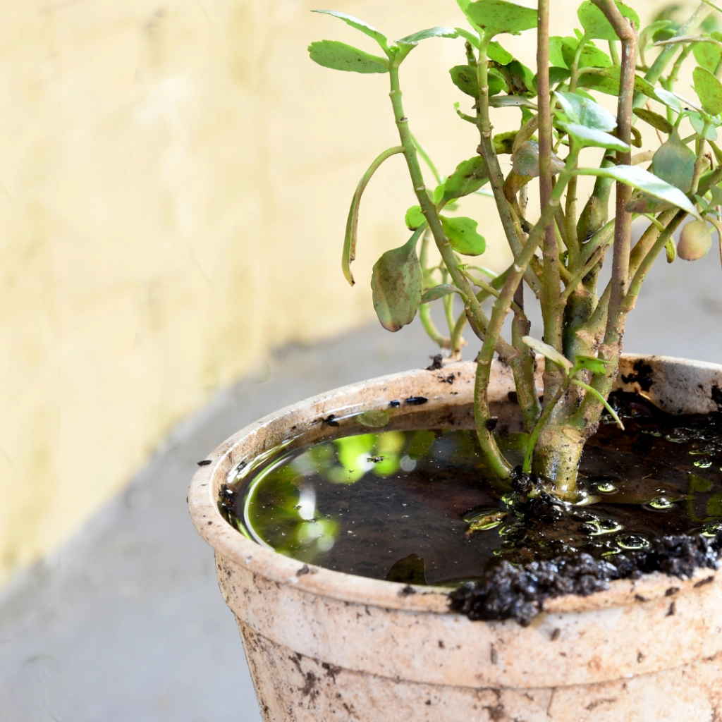 Plantes - Laboratoires Gilbert
