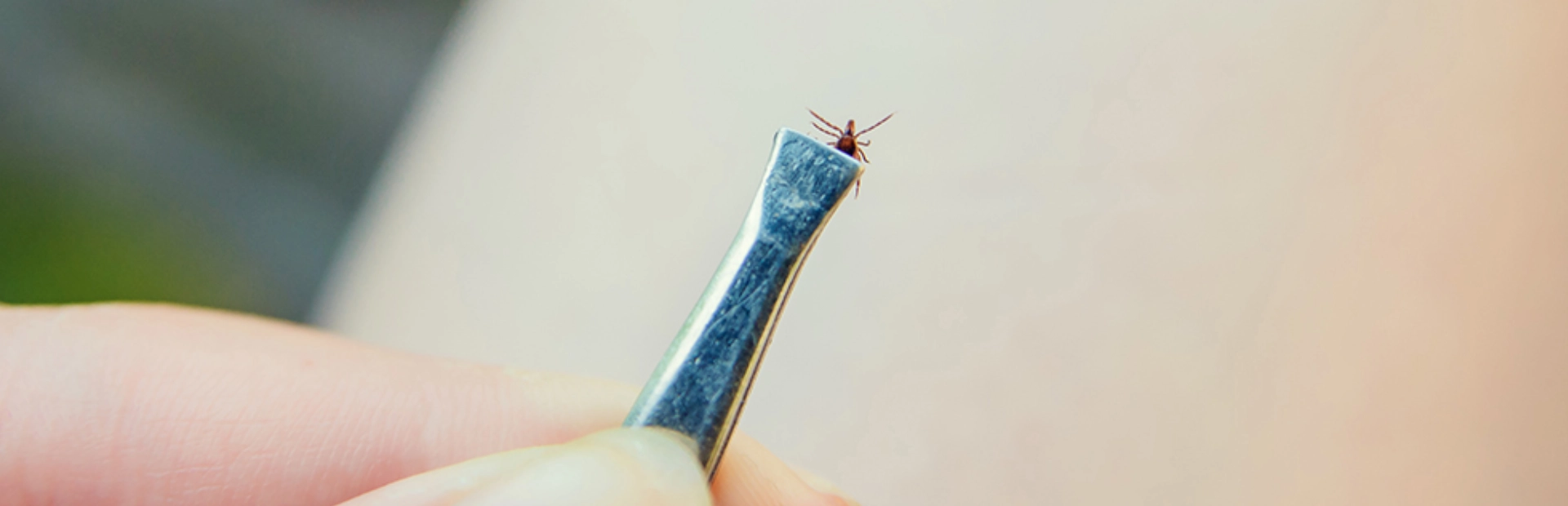 Pince tiques - Laboratoires Gilbert