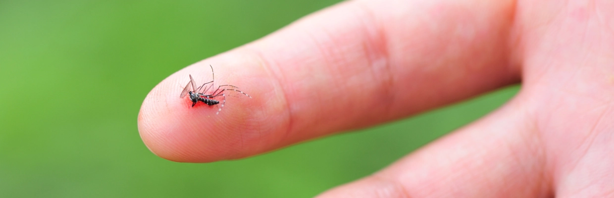 Moustique sur le doigts - Laboratoires Gilbert